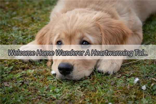 Welcome Home Wanderer A Heartwarming Tale of a Dogs First Day in the Great Outdoors